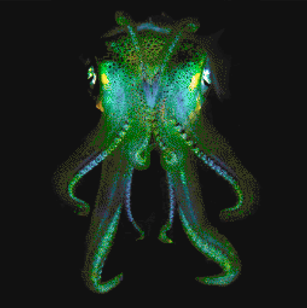 File:Mapart-cuttlefish.png